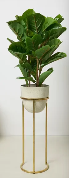Everera Fiddle Potted Plant